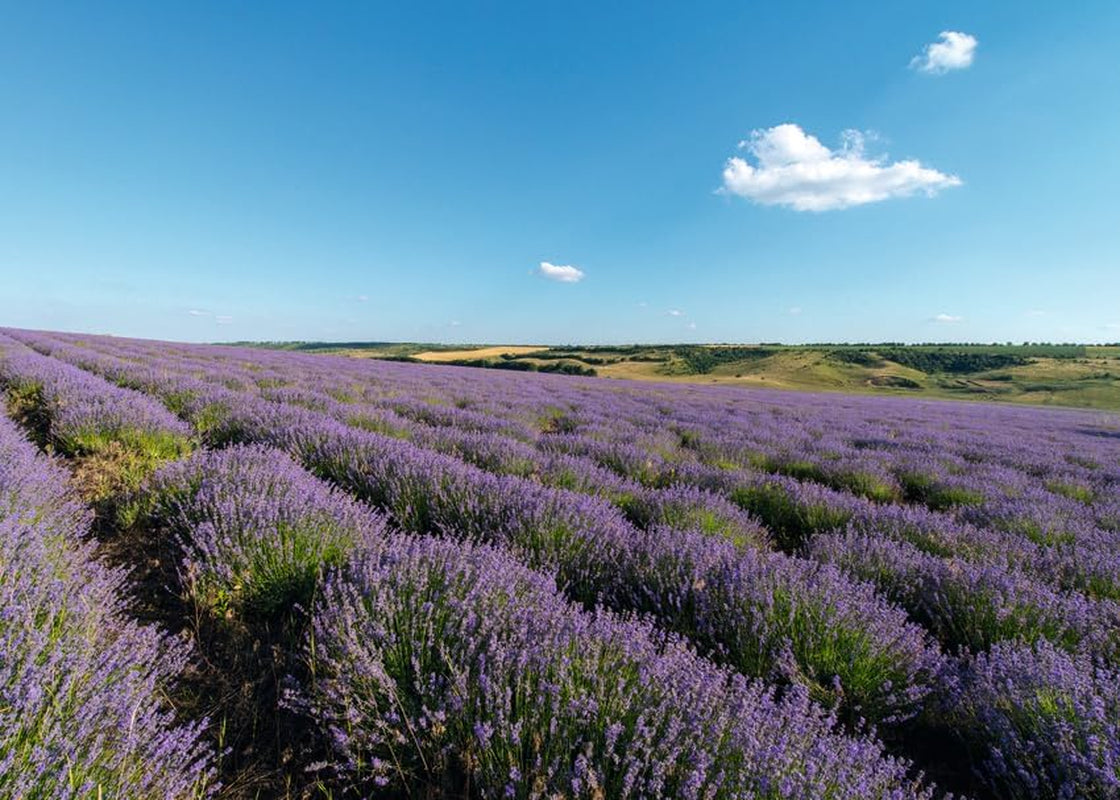 Relaxing Body & Beauty Oil 100Ml